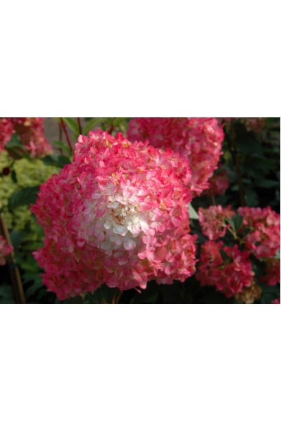 Гортензія волотиста Ванілла Фрейз ® / Ренні ® | Hydrangea paniculata Vanille Fraise ® / Renhy ® | Гортензия метельчатая Ванилла Фрейз ® / Ренни ®
