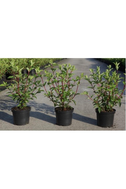 Гортензія волотиста Ванілла Фрейз саджанці