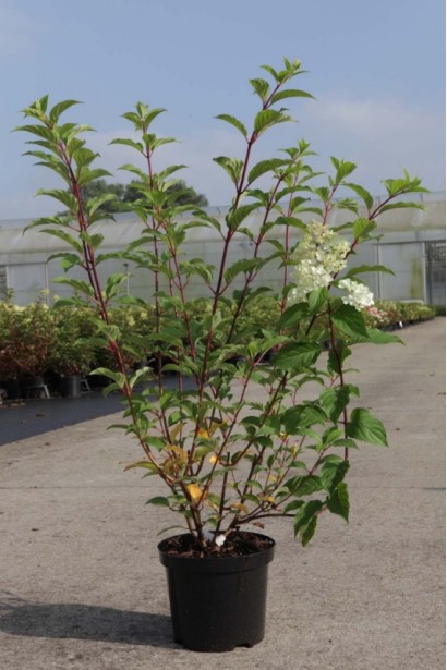 Гортензія Ванілла Фрейз контейнер 5 л