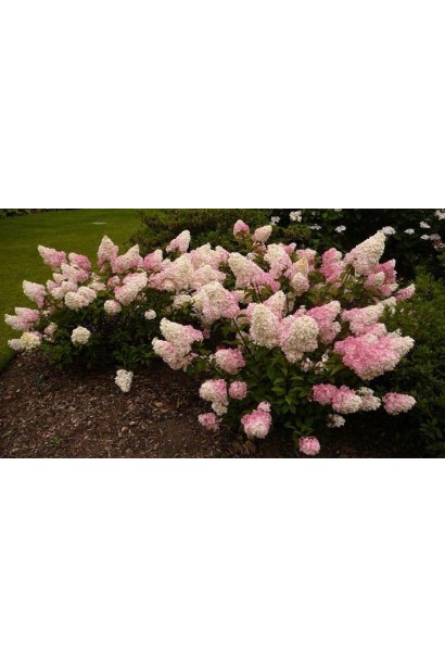 Гортензія волотиста Ванілла Фрейз ® / Ренні ® | Hydrangea paniculata Vanille Fraise ® / Renhy ® | Гортензия метельчатая Ванилла Фрейз ® / Ренни ®