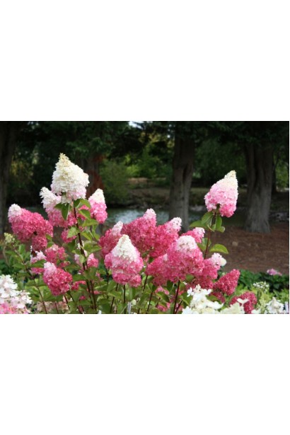 Hydrangea paniculata Vanille Fraise ® / Renhy ®
