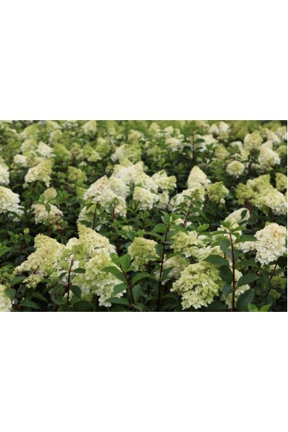 Гортензія волотиста Ванілла Фрейз ® / Ренні ® | Hydrangea paniculata Vanille Fraise ® / Renhy ® | Гортензия метельчатая Ванилла Фрейз ® / Ренни ®