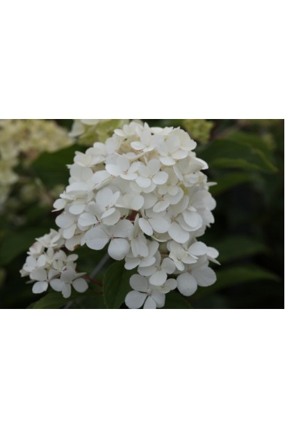 Гортензія Ванілла Фрейз ванільно-біла квітка на початку цвітіння