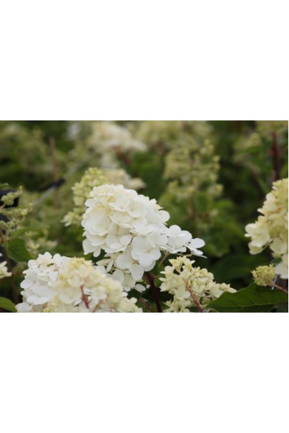 Гортензія волотиста Ванілла Фрейз ® / Ренні ® | Hydrangea paniculata Vanille Fraise ® / Renhy ® | Гортензия метельчатая Ванилла Фрейз ® / Ренни ®