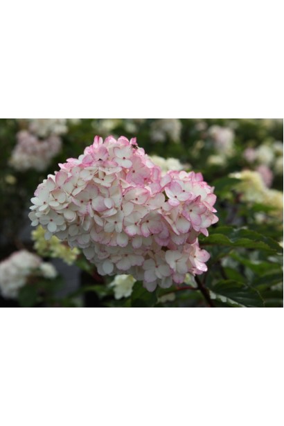 Гортензія волотиста Ванілла Фрейз ® / Ренні ® | Hydrangea paniculata Vanille Fraise ® / Renhy ® | Гортензия метельчатая Ванилла Фрейз ® / Ренни ®