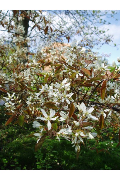 Ирга ламарка белые звездчатые соцветия.