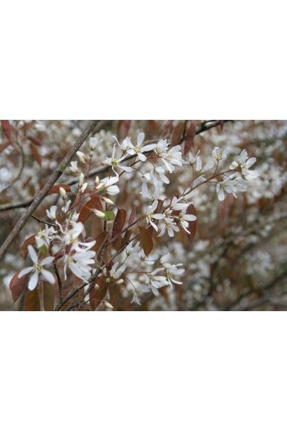 Ирга крупноцветковая