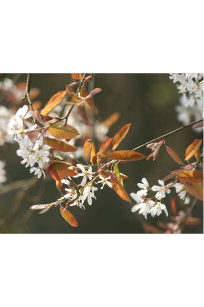 Цветение Иргы ламарка