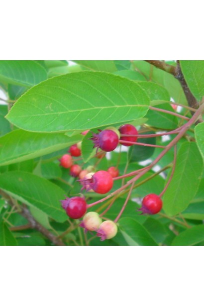 Декоративные несъедобные плоды Иргы ламарка