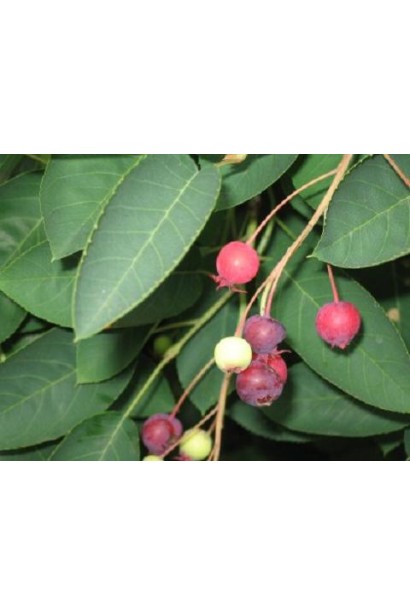 Ирга ламарка плоды