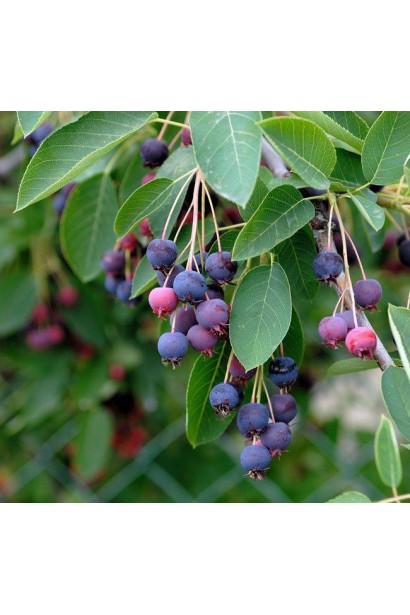 Ирга ламарка ягоды