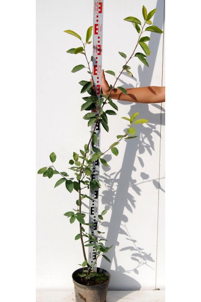 Ирга ламарка саженец 120-140 см