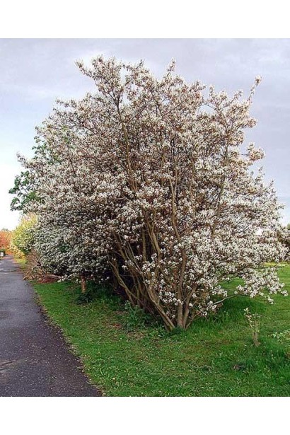 Ирга Ламарка групповая посадка