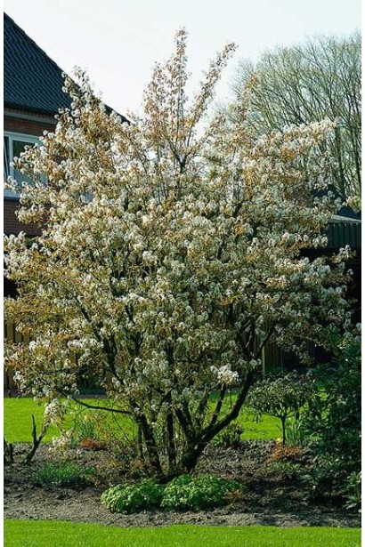 Amelanchier lamarckii