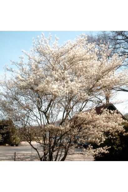 Ирга ламарка цветение весной
