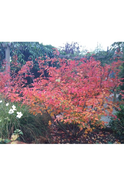 Ирга ламарка оранжево-красные листья осенью