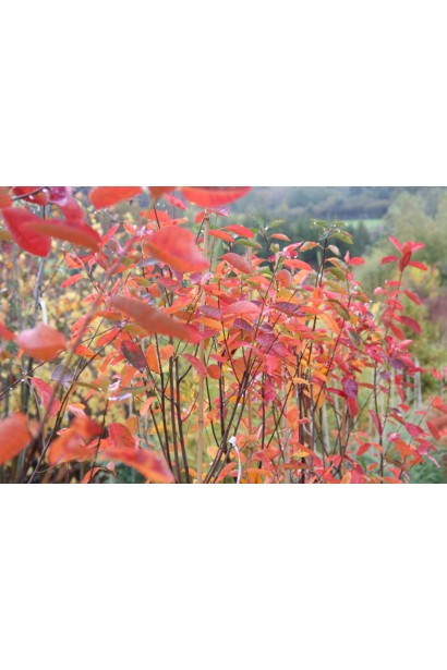 Ирга ламарка молодые красные листья