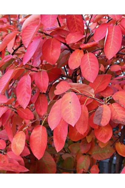 Ирга ламарка осенью