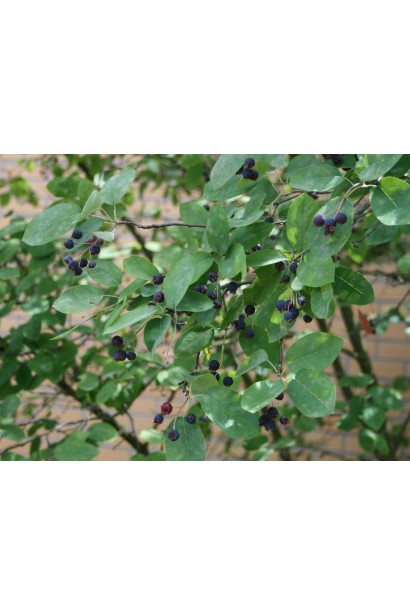 Ирга Ламарка