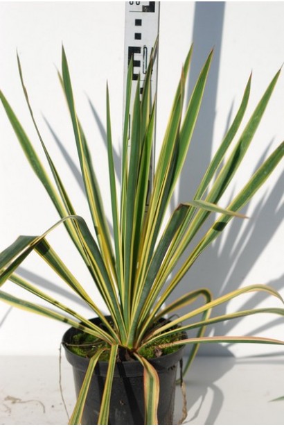 Юкка нитчата Брайт Едж - 3л/40см/30-35см