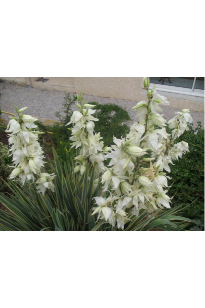 Yucca Bright Edge — екзотичний акцент у ландшафтному дизайні.