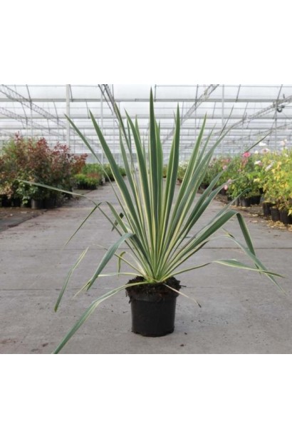 Yucca Bright Edge — витривалий кущ із мечоподібним листям.