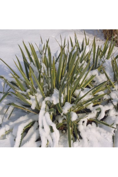 Yucca Bright Edge — витривала рослина з яскравим листям.