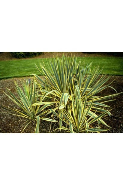 Yucca filamentosa Bright Edge — прикраса для сухих ділянок.