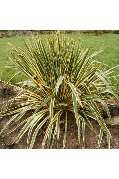 Юкка Брайт Едж — декоративний кущ із золотистими краями.