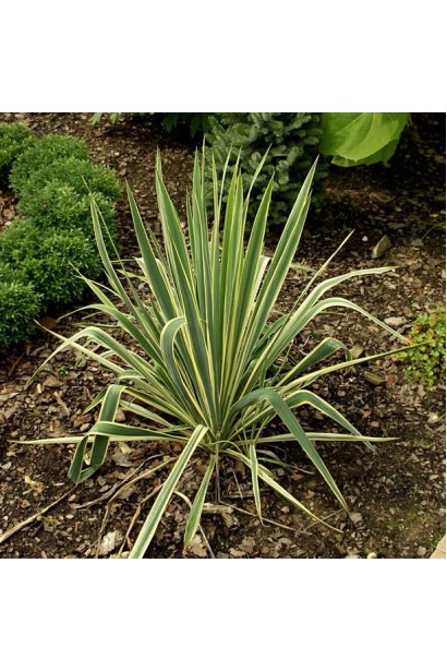 Юкка нитчата Брайт Едж із яскравими жовтими смужками.