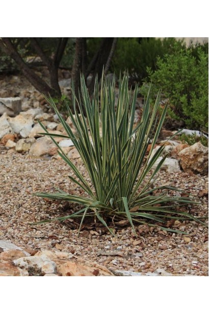 Юкка Брайт Едж для сучасного ландшафтного дизайну.