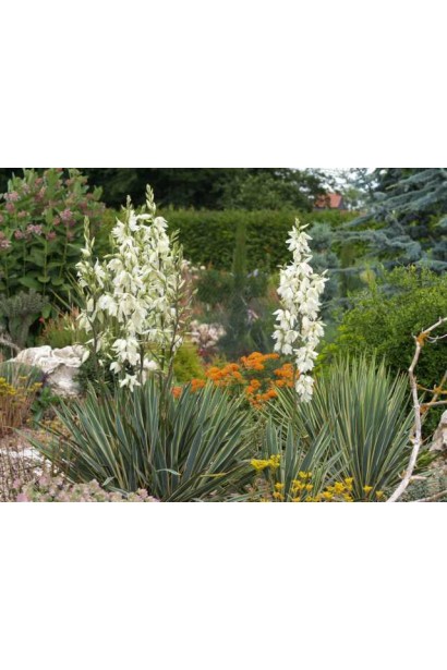 Юкка Брайт Едж для клумб і альпійських гірок.