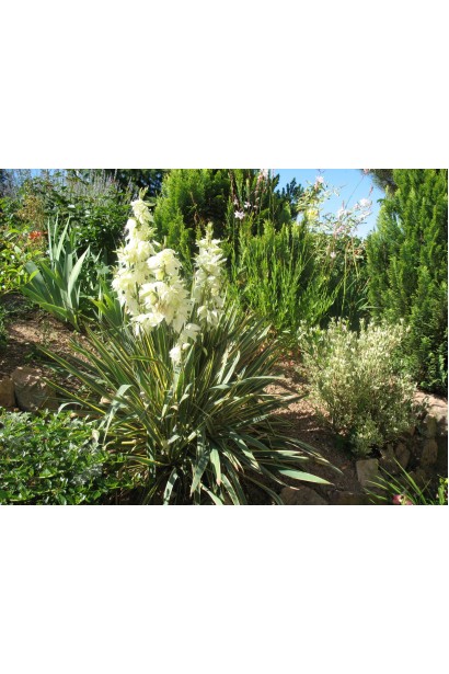 Yucca filamentosa Bright Edge — ефектний акцент у саду.