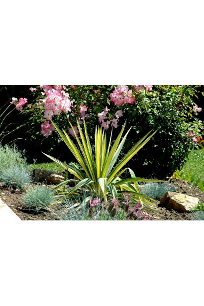 Юкка нитчата Колор Гуард для сонячних клумб і гірок.