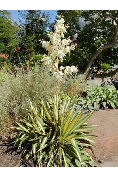 Yucca Color Guard — ефектна рослина з контрастним забарвленням.