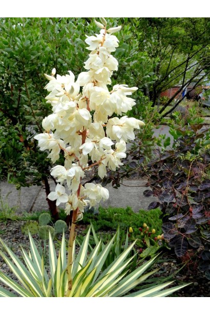 Юкка нитчата Колор Гуард для сучасного садового дизайну.