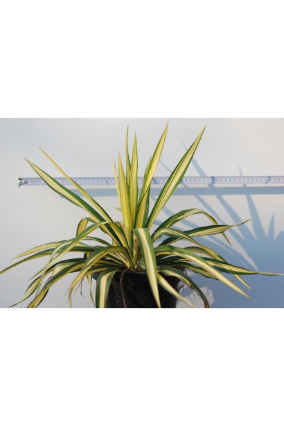 Yucca filamentosa Color Guard