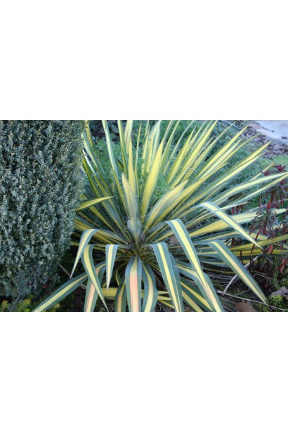 Yucca filamentosa Color Guard — екзотична окраса для ландшафту.
