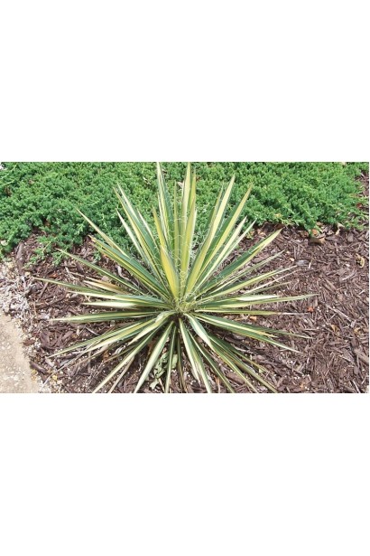 Юкка нитчата Колор Гуард із зелено-жовтим листям.