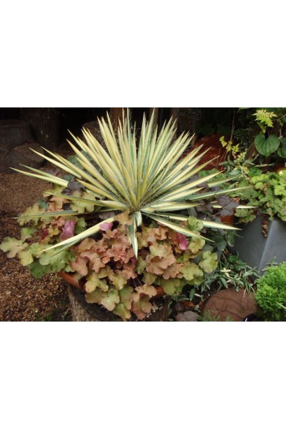 Юкка Колор Гуард із яскраво-жовтими центральними смугами.