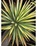 Юка нитчаста Колор Гуард | Юкка нитчатая Колор Гуард | Yucca filamentosa Color Guard