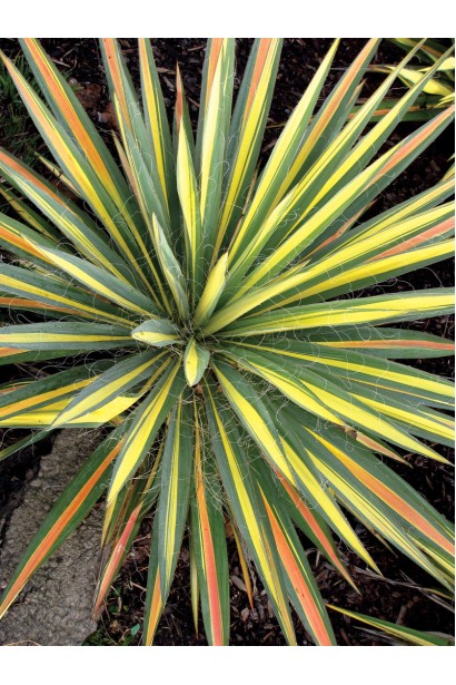 Yucca filamentosa Color Guard із золотисто-зеленим листям.