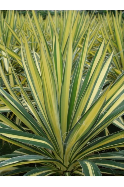 Юкка Колор Гуард — яскравий декоративний акцент у саду.