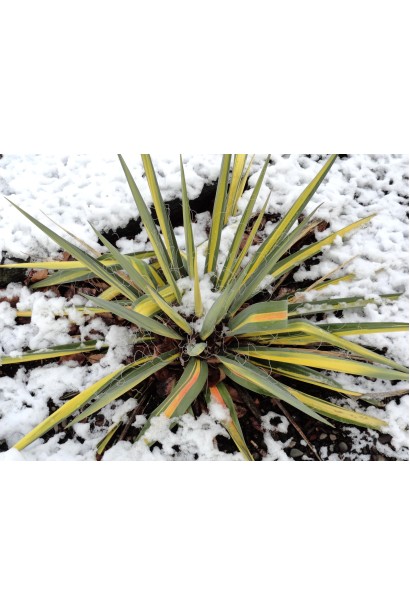 Юкка Колор Гуард  взимку