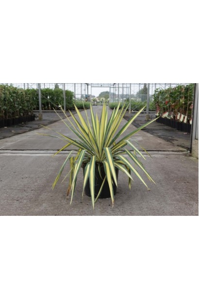  Юкка нитчата Колор Гуард