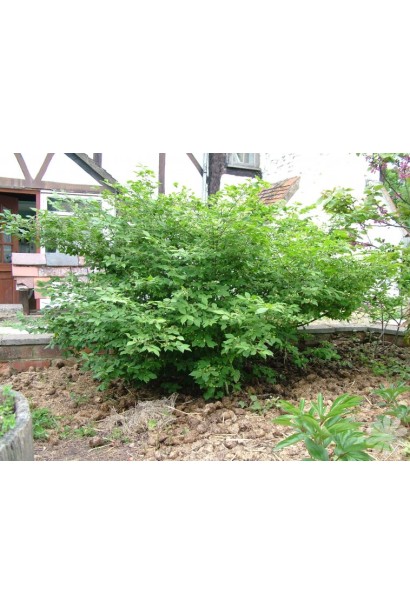 Бересклет крылатый Компактус