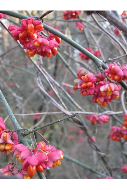 Бересклет крылатый Компактус плоды