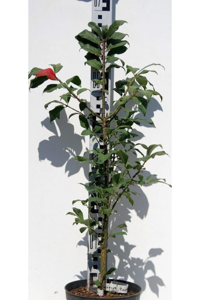 Бересклет крылатый Compactus саженец в горшке