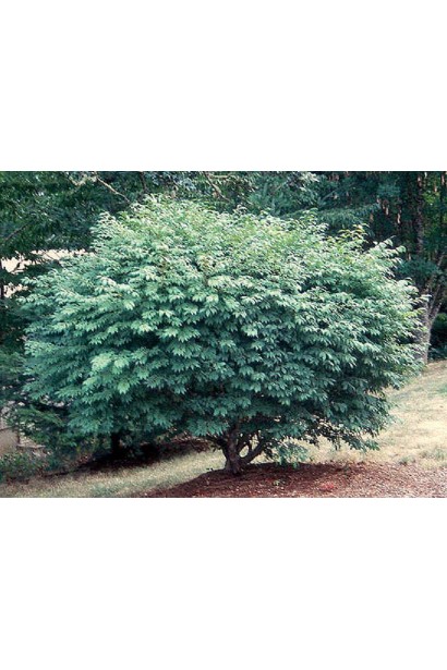 Бересклет крылатый Компактус солитерная посадка