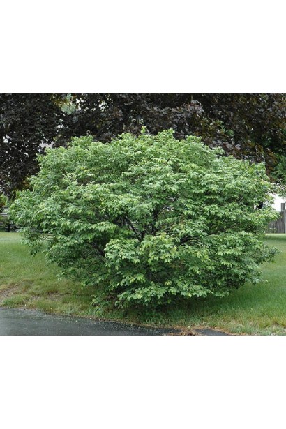 Бересклет крылатый Компактус в ландшафте